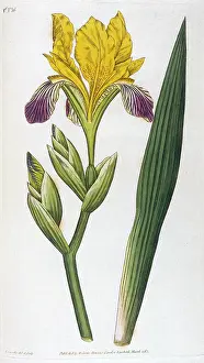 Variegata: Iris Variegata or Variegated Iris