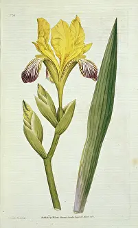 Iridaceae: Iris variegata, variegated iris