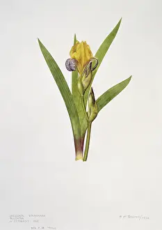 Iridaceae: Iris variegata, variegated iris