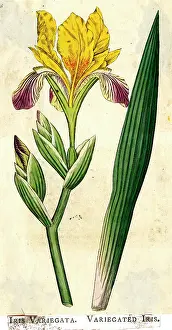 Variegata: Iris Variegata, Variegated Iris