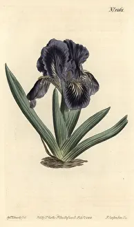 Violacea: Iris x binata