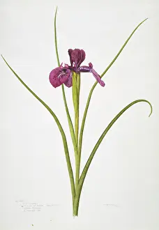 Iridaceae: Iris xiphioides, bulbous iris