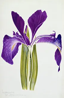 Iridaceae: Iris xiphioides, English Iris