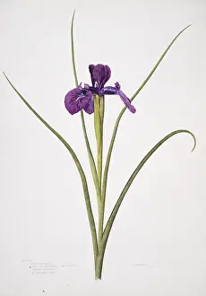 Iridaceae: Iris xiphioides, English iris