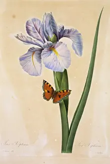 Fleurs: Iris xiphium, Spanish iris