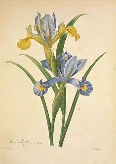 Fleurs: Iris xiphium, Spanish iris