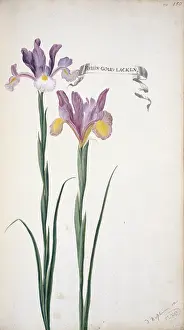 Iridaceae: Iris xiphium, Spanish iris