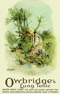 Owbridge: Irises