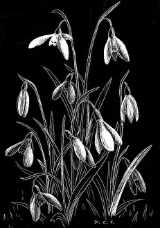 Scraperboard: Irises