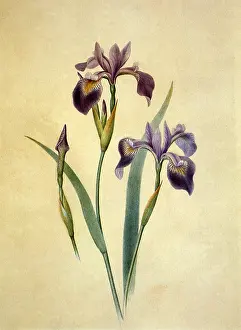 Sprague: Irises
