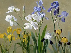 Benner: Irises ' blue, white and yellow irises
