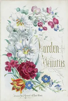 Carnations: Irises carnations, tulip and other flowers