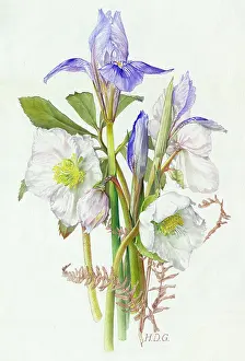 Garside: Irises and Christmas Roses