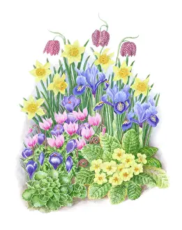 Crocuses: Irises, Daffodils, Crocuses, primulas