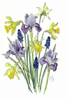Hyacinths: Irises, Daffodils and Grape Hyacinths