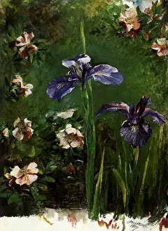 Farge: Irises and Roses