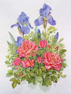 Collings: Irises, Roses and Lady's Mantle