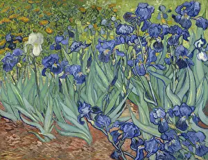 Bsloc1606: Irises, by Vincent van Gogh