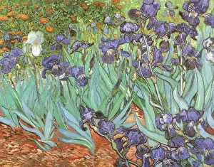 Irises: Irises, by Vincent Van Gogh