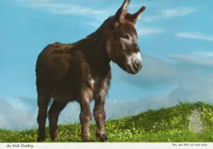 An Irish donkey