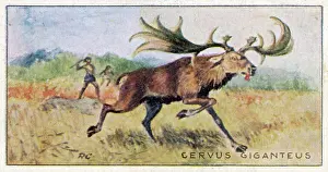 Megaloceros: IRISH ELK - MEGALOCEROS