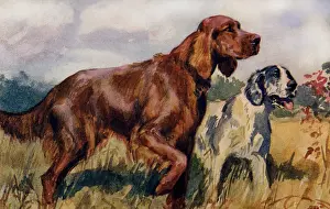 Setters: Irish & English Setters