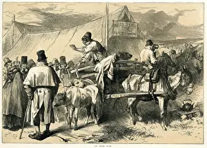Calves: An Irish Fair 1870