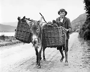 Peat: Irish farm boy, 1938