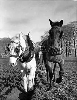 Furrows: IRISH FARM HORSES