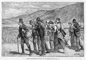 Farmhands: Irish farmhands seeking work