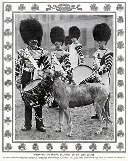 Mascots: Irish Guards Mascot