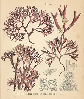 Koehlers: Irish moss and false Irish moss