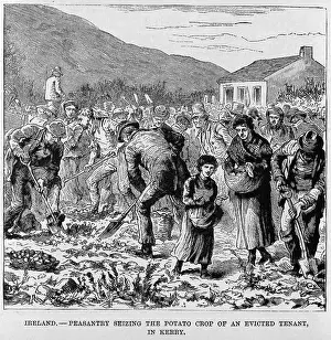 Evictions: Irish Peasants seizing the potato crop of ?