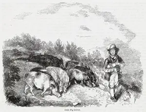 Pork: Irish pig drover at work