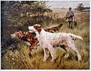 Blinks: IRISH R+W SETTER (BLINKS
