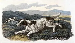 Howitt: IRISH R+W SETTER (HOWITT