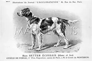 Setters: Irish Setter Dog
