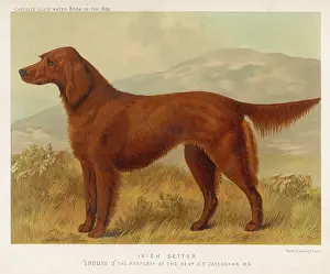 Setter: IRISH SETTER (SHAW)