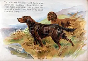 Setters: IRISH SETTERS (ANON)