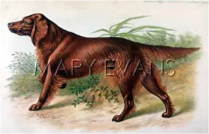 Jamesons: IRISH SETTERS (DALZIEL)