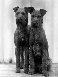Blanchard: Irish terriers 1938