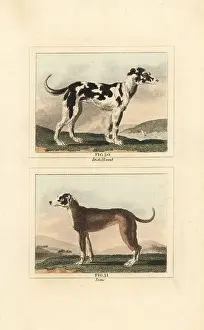 Barrs Buffon: Irish wolf hound and Great Dane