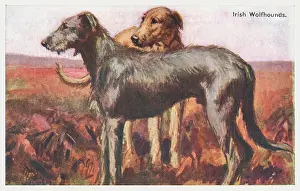 Wolfhounds: Irish Wolfhounds