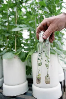 Crops: Irkutsk research center of Soviet Academy of Sciences, 1985
