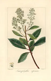 Capensis: Iron martin, Laurophyllus capensis, native of South Africa