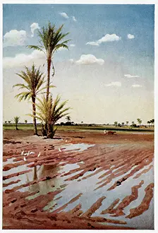 Egrets: IRRIGATED FIELD, EGYPT