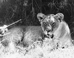 Irritable: IRRITABLE LIONESS