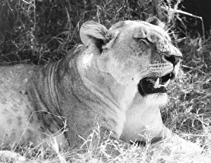 Irritable: IRRITABLE LIONESS