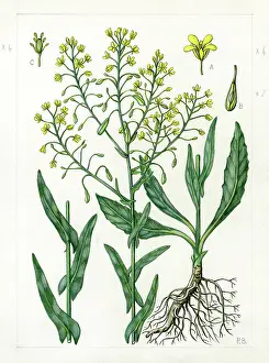 Langley: Isatis tinctoria - woad