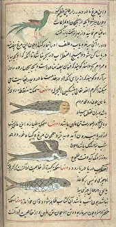 Long Tailed: Islamic Mythical Creatures, 17th Century